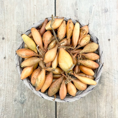 Лук севок ШАЛОТ желтый