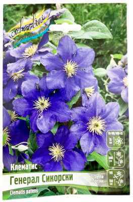 Клематис ГЕНЕРАЛ СИКОРСКИ (2 группа обрезки)