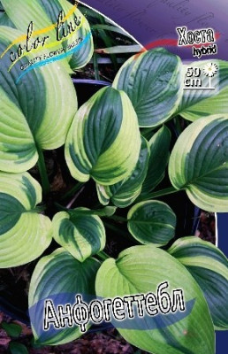 Хоста Анфогеттебл (1шт) 1710