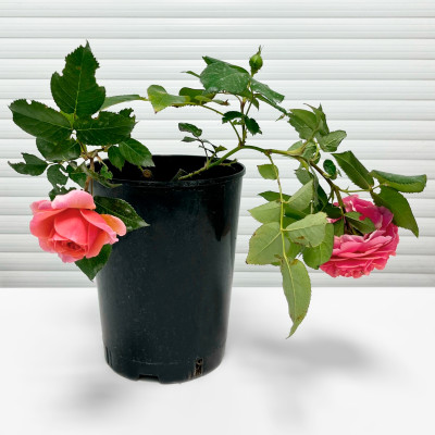 Роза Коин Rose Coin