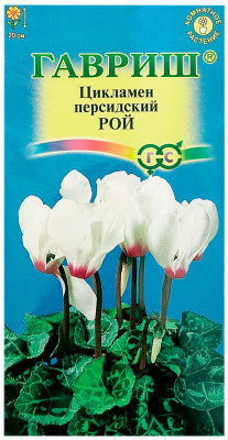 Цикламен Рой персидский ГАВРИШ