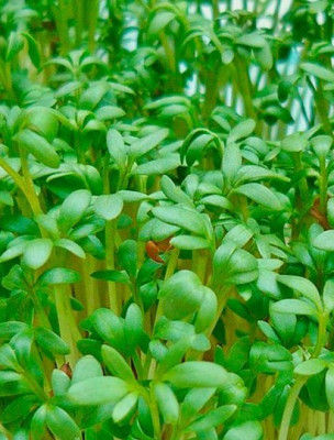 Кресс-салат Данский