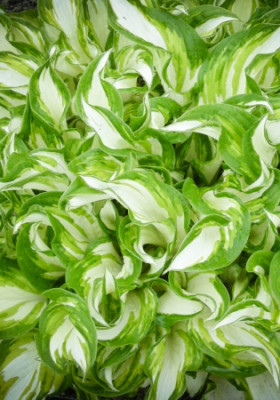 Хоста Киви Сперминт (1шт)