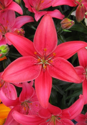 Лилия Айленд Джой (1шт) 5456