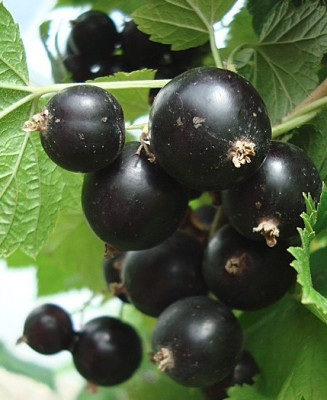 Смородина черная Руслан