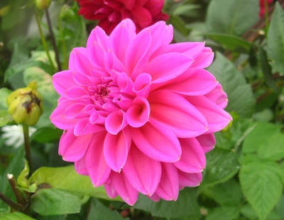 Георгин Лаки Намбер (1шт) 6073