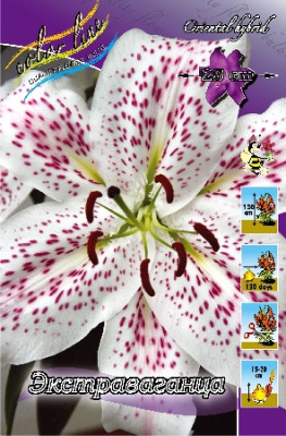 Лилия Экстраваганца (1шт)
