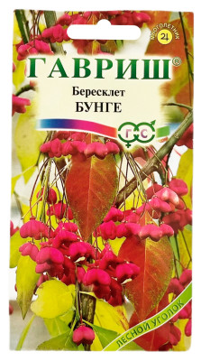 Бересклет БУНГЕ ГАВРИШ