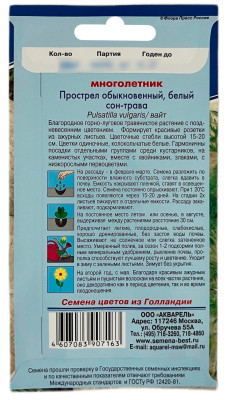 Прострел обыкновенный белый АКВАРЕЛЬ описание