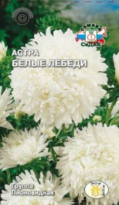 Астра Белые лебеди