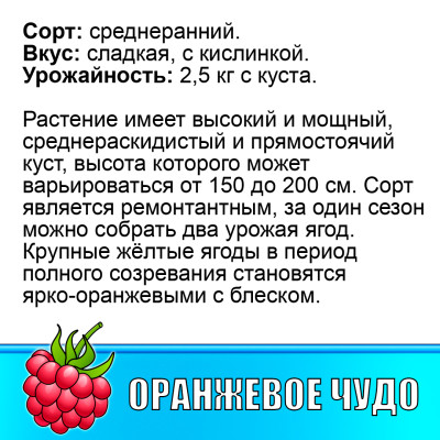 Малина ремонтантная Оранжевое чудо