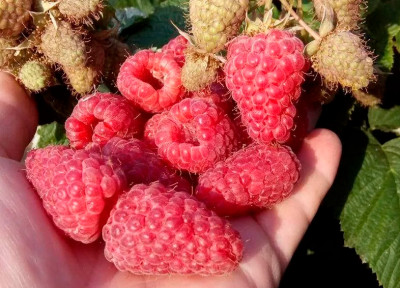 Малина Гордость России