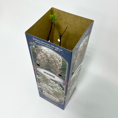 Гортензия метельчатая Юник (С1)