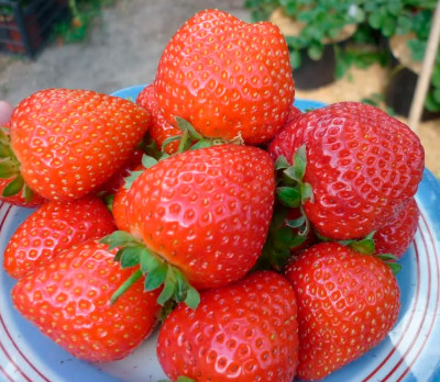 Земляника (Клубника) Спаржи в стаканчике