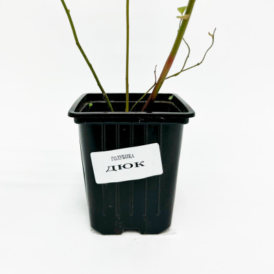 Голубика Дюк (Р9)