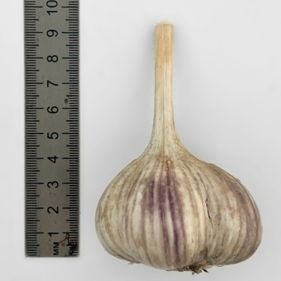 Чеснок Любовь (3)