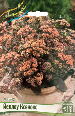 Очиток Йеллоу Ксенокс саженцы (1шт)