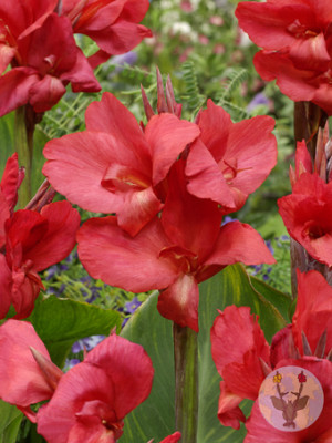 Канна Кримсон Бьюти (1шт) 10743