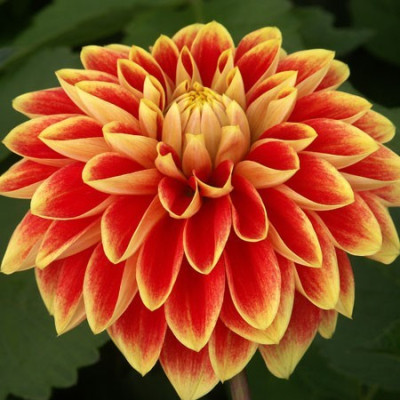 Георгин Гарден Фестиваль (1шт) 3583