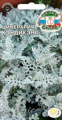 Цинерария морская Кэндикенс