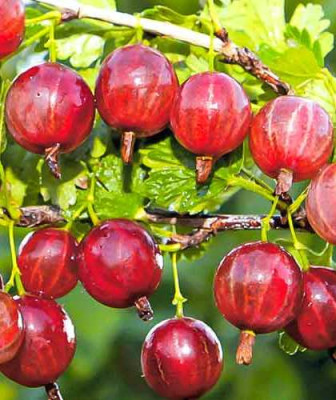 Крыжовник Розовый