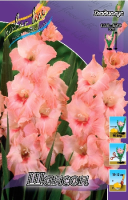 Гладиолус Шансон (1шт) 1028