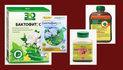 Бактофит 40г