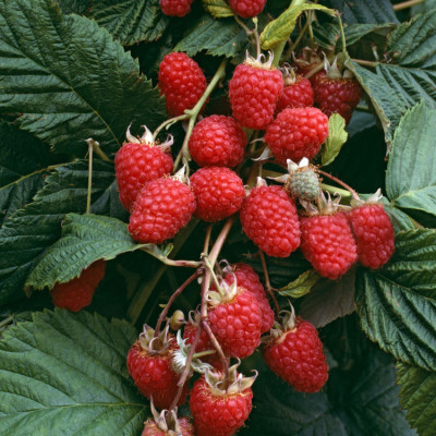 Малина Груви 9615