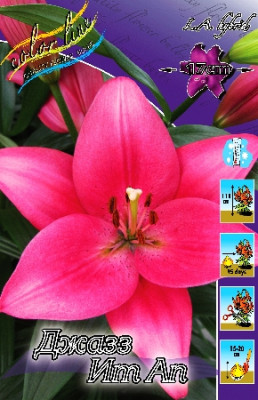 Лилия Джазз Ит Ап (1шт) 7210