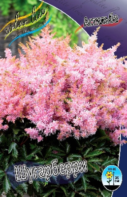 Астильба Шугарберри (1шт) 2156