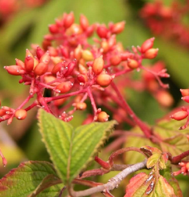 Калина складчатая Каскад 7398