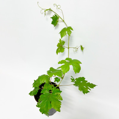 Виноград Преображение (С2)