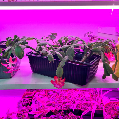 Декабрист саженцы микс