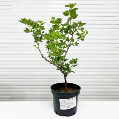 Крыжовник Родник