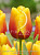 Тюльпан Кэш (1шт) 6155