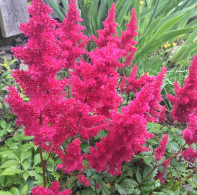 Астильба Фанал (2шт)