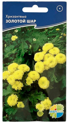 Хризантема девячья, ЗОЛОТОЙ ШАР АКВАРЕЛЬ