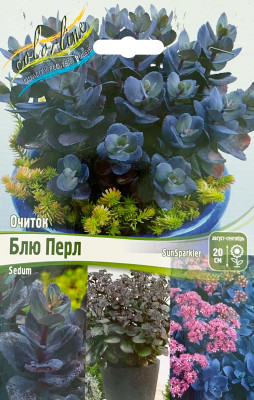 Очиток Блю Перл саженцы (С2)