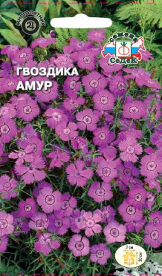 Гвоздика Амур амурская