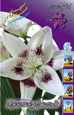 Лилия Центерфольд (1шт) азиатская