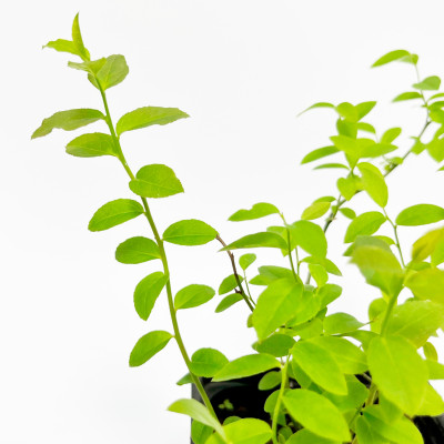 Голубика Норд Блю (Р9)