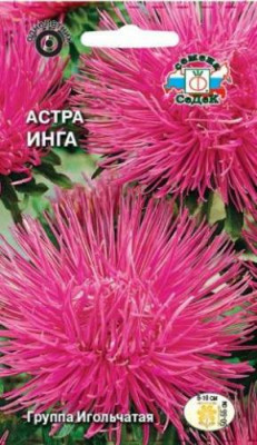 Астра Инга (игольчатая, пурпурно-розовая)