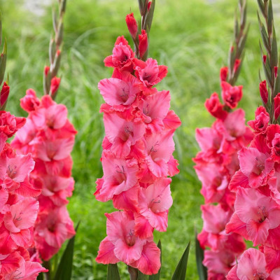 Гладиолус Титаник (1шт)