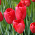 Тюльпан Скай Хай Скарлет (1шт)