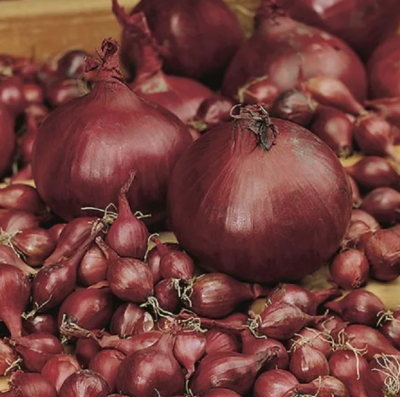 лук Севок Кармен Голландия