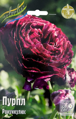 Ранункулюс Пурпл (10шт)