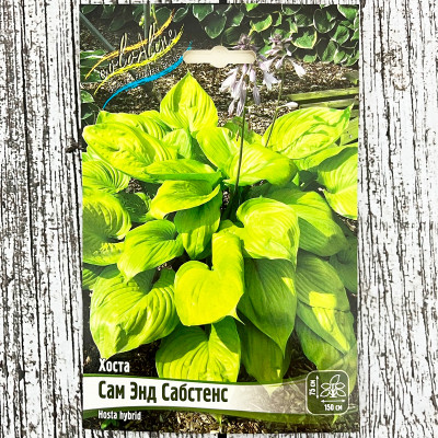 Хоста САМ ЭНД САБСТЕНС