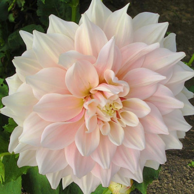 Георгина Брейк Аут (1шт) 2130