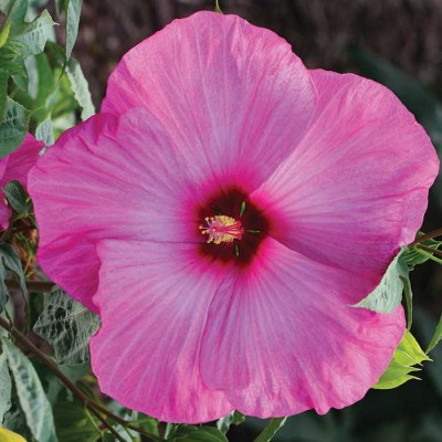 Гибискус Куи Нуку (1шт) 1094