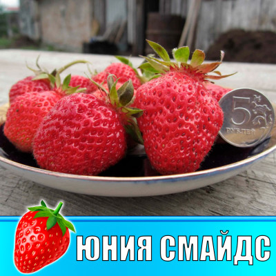 Земляника (Клубника) Юния Смайдс в стаканчике
